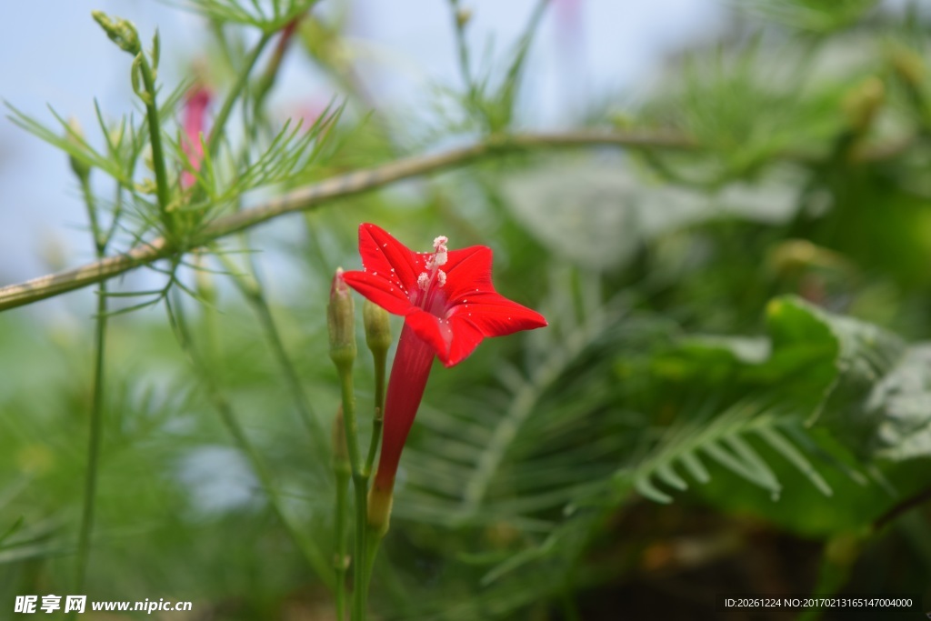 鲜花