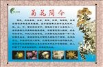 菊花简介