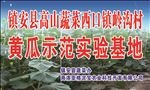 黄瓜种植基地
