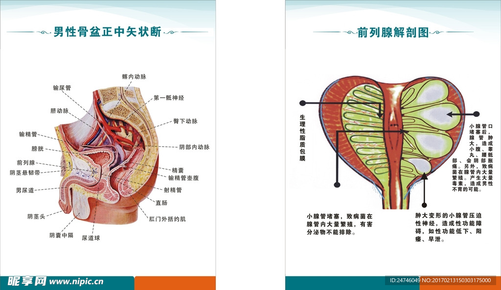 男科生殖解剖图
