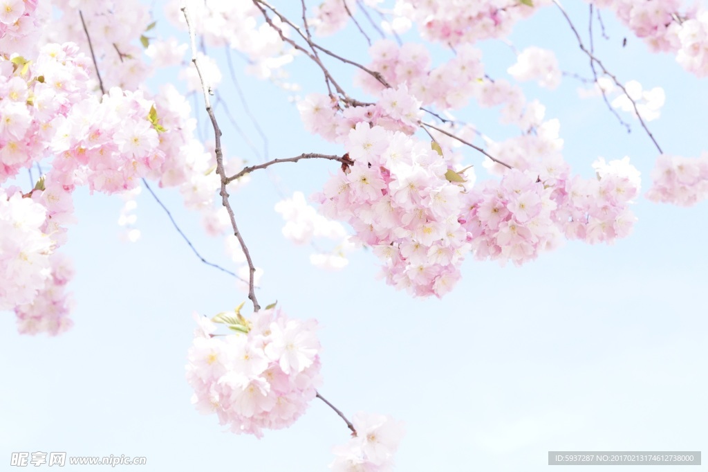 樱花