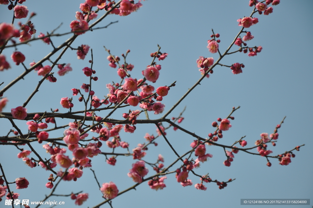 梅花
