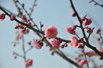 梅花