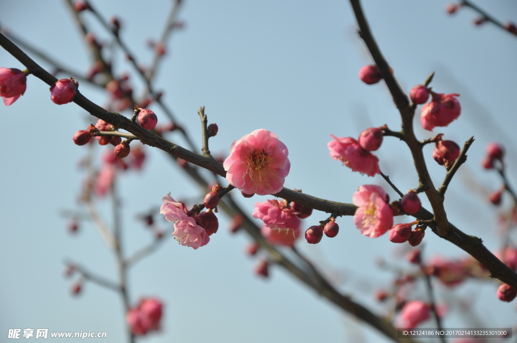 梅花