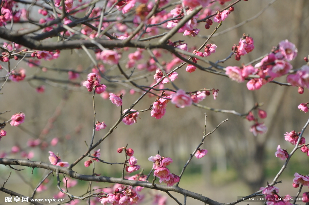 梅花