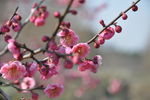 梅花