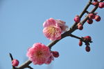梅花