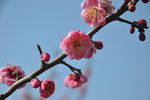 梅花