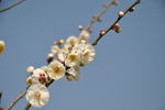 梅花