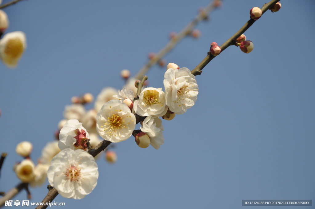 梅花