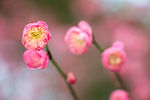 红色的花朵