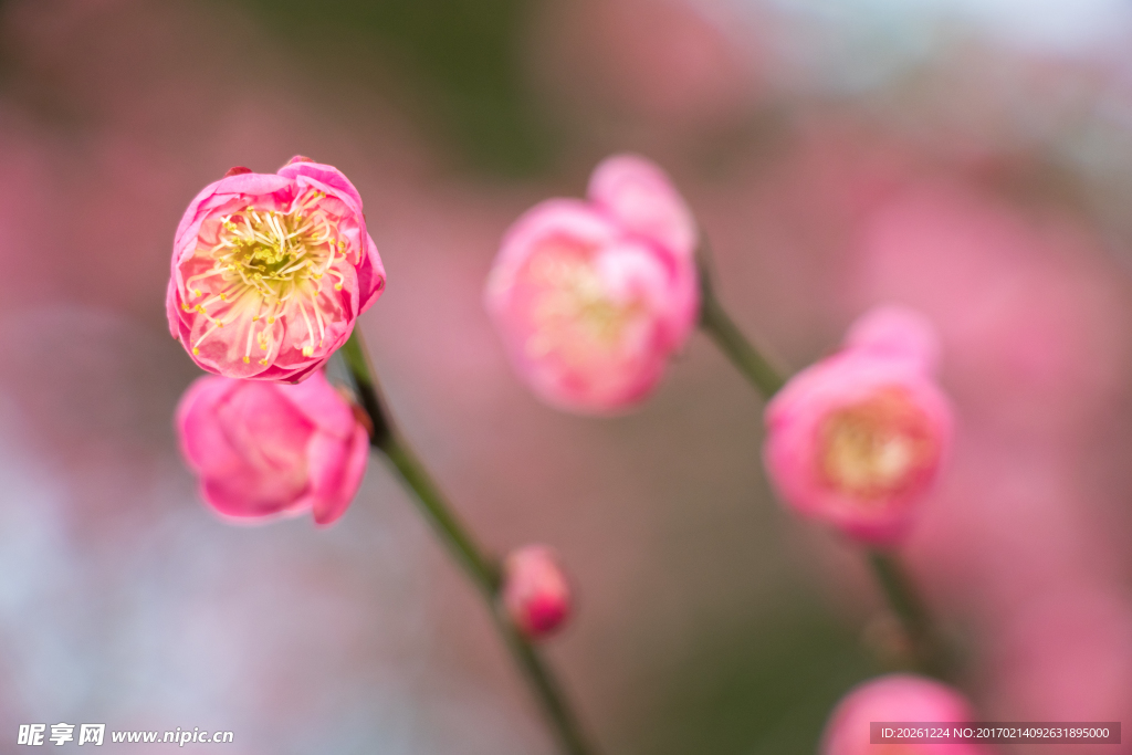 红色的花朵