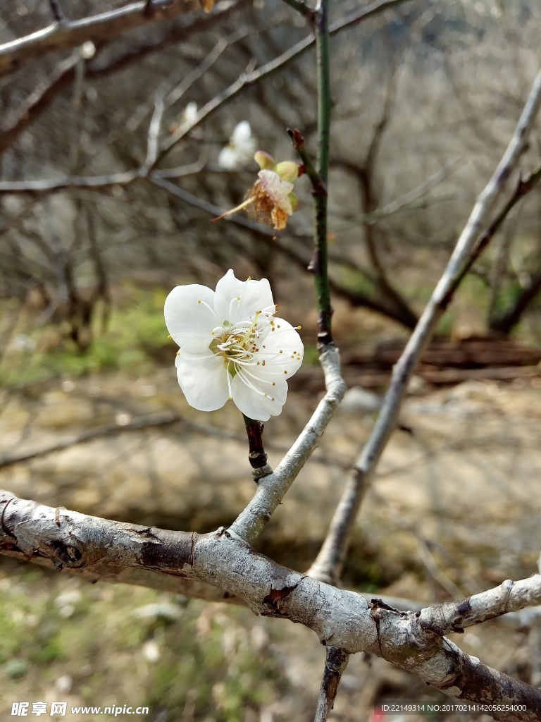 梅花