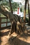 玉湖榕树根