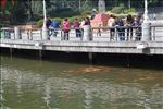 玉湖锦鲤湖观赏亭