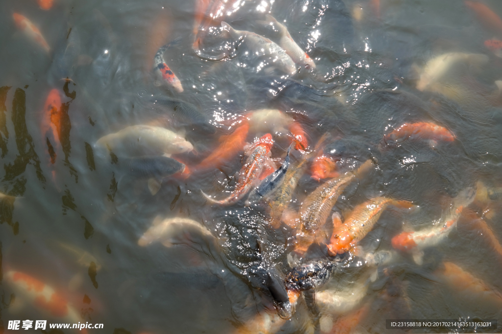 玉湖锦鲤池