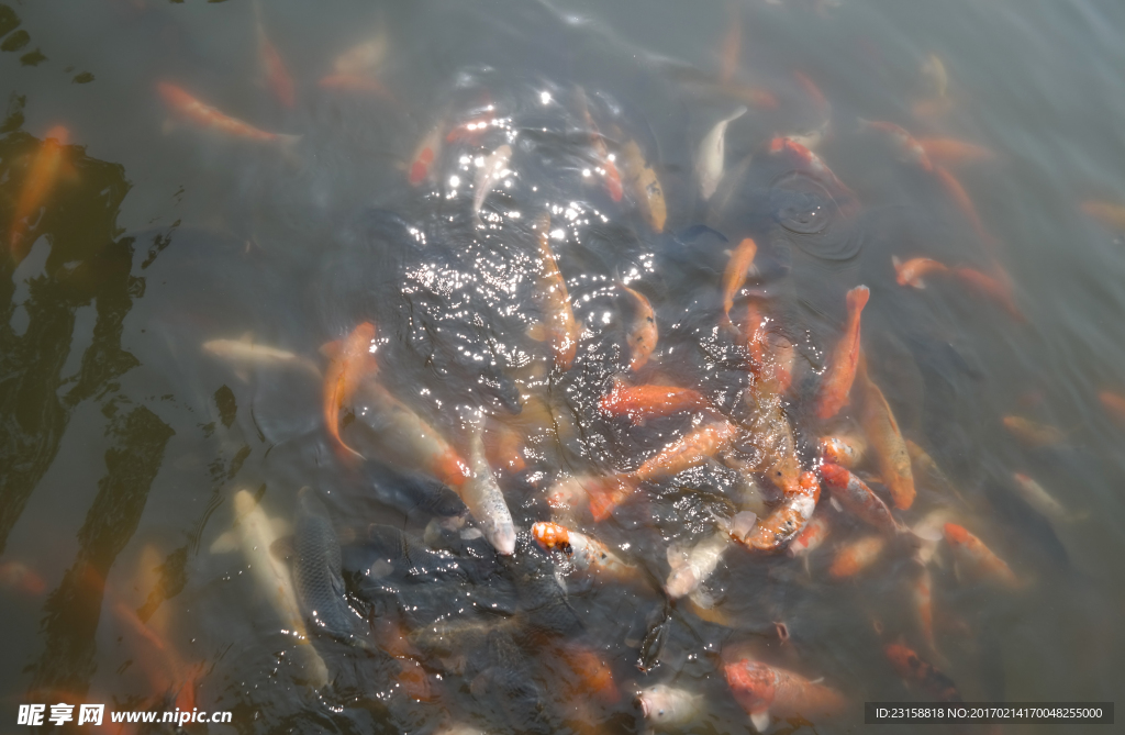 玉湖锦鲤池