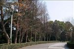 新会植物园杉树旁道路