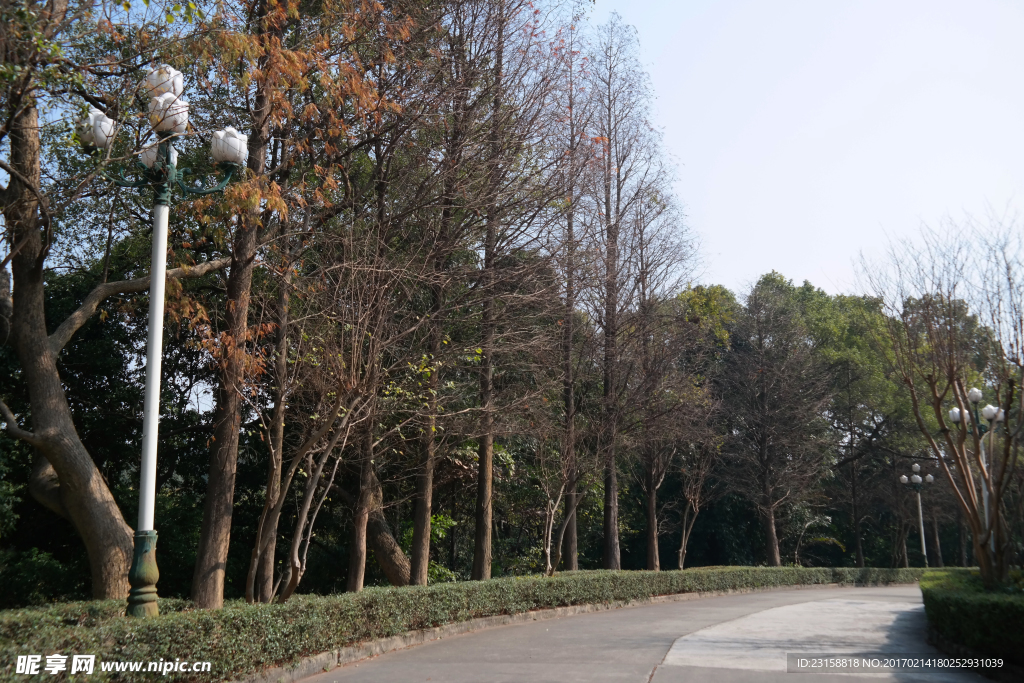 新会植物园杉树旁道路