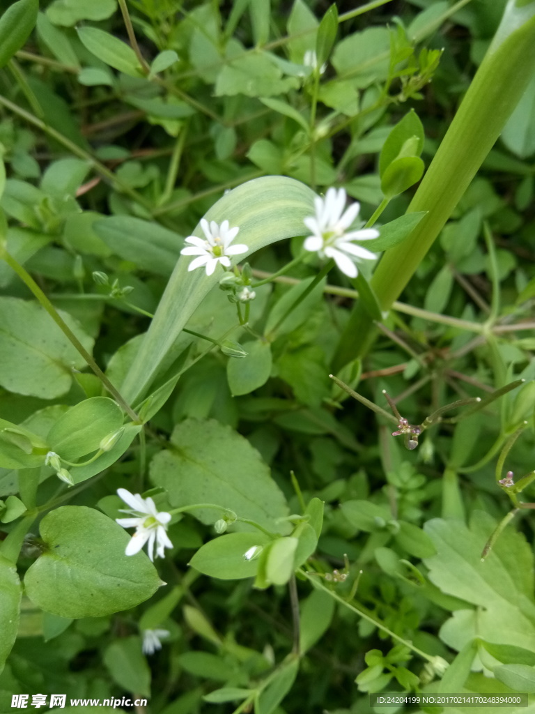 小白花