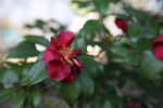 茶花