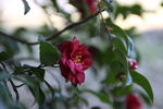 茶花