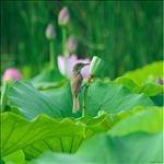 荷花与鸟