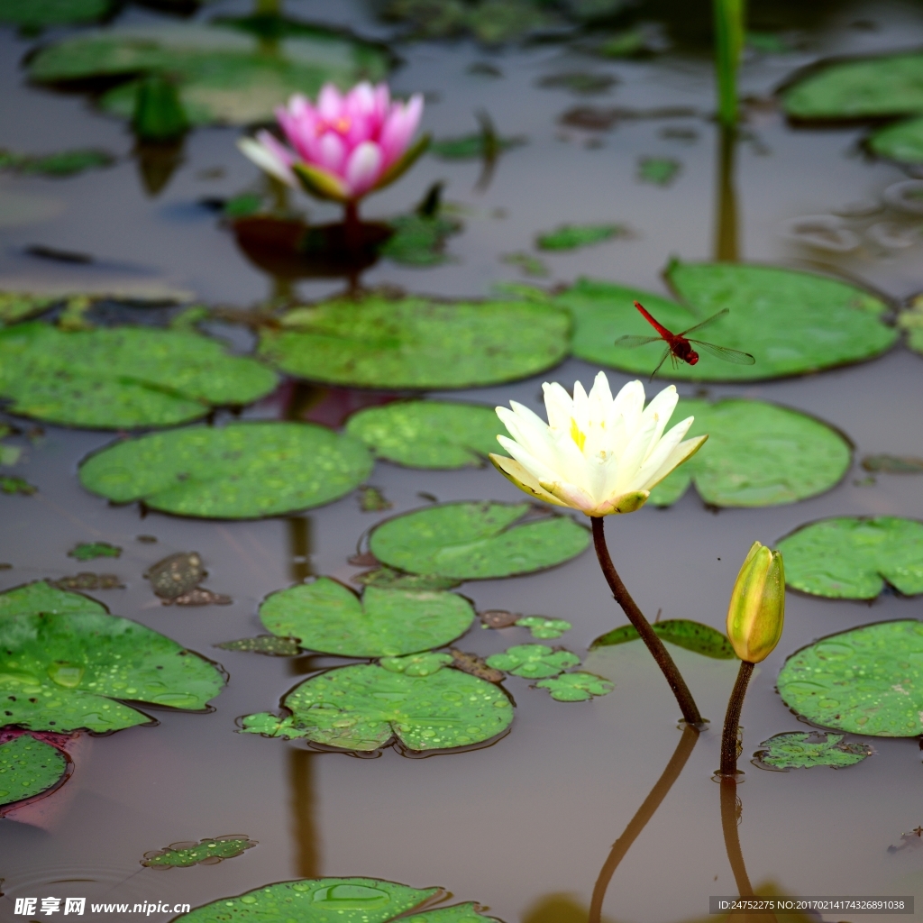 荷花