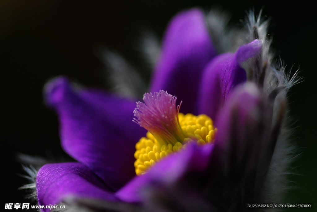 花蕊