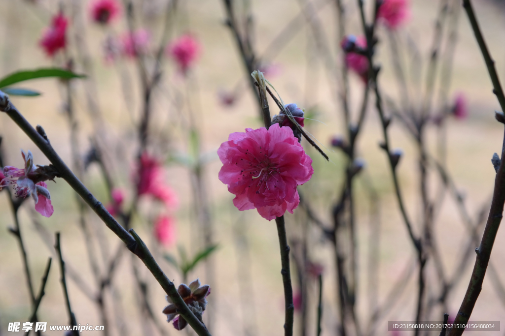 玉湖桃花岛桃花盛开