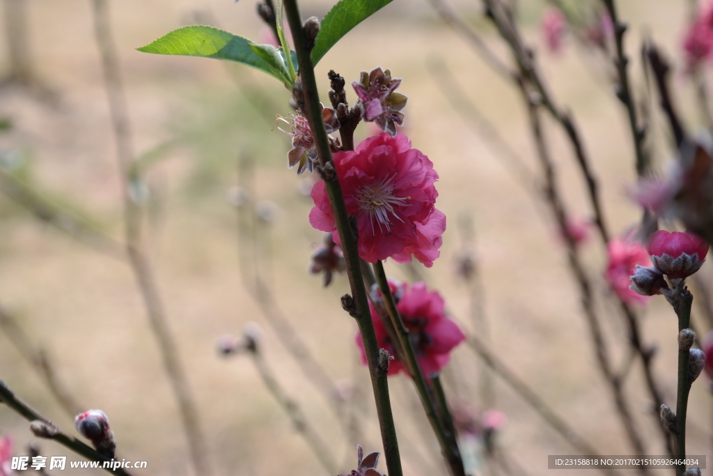 玉湖桃花岛桃花盛开