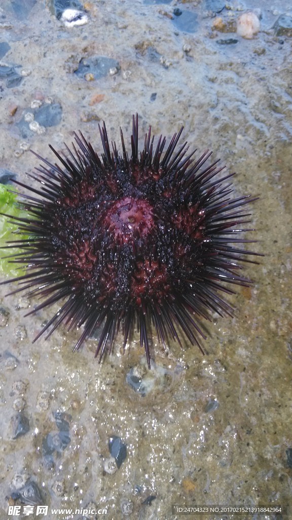海胆