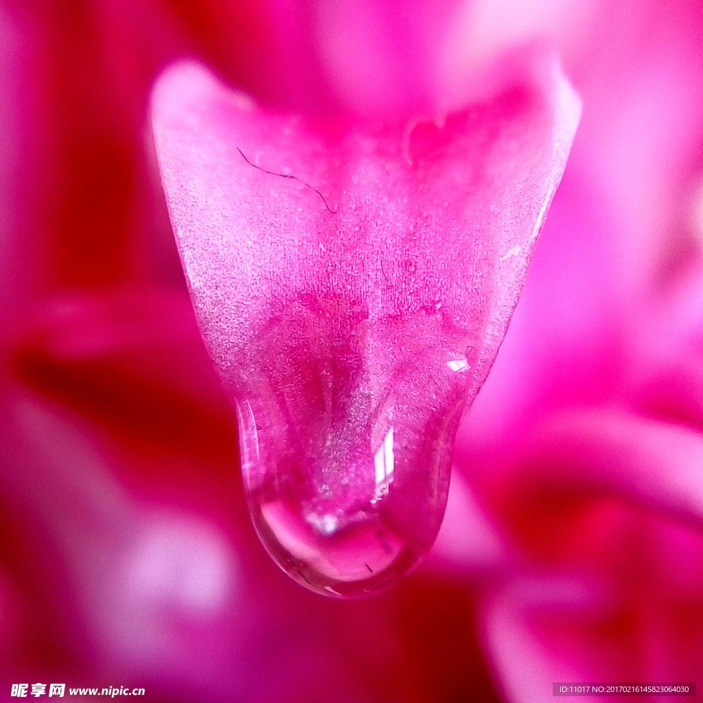 露珠