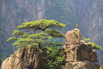 黄山不老松