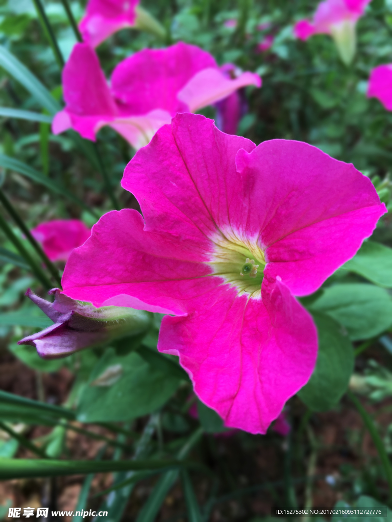 紫花碧冬茄