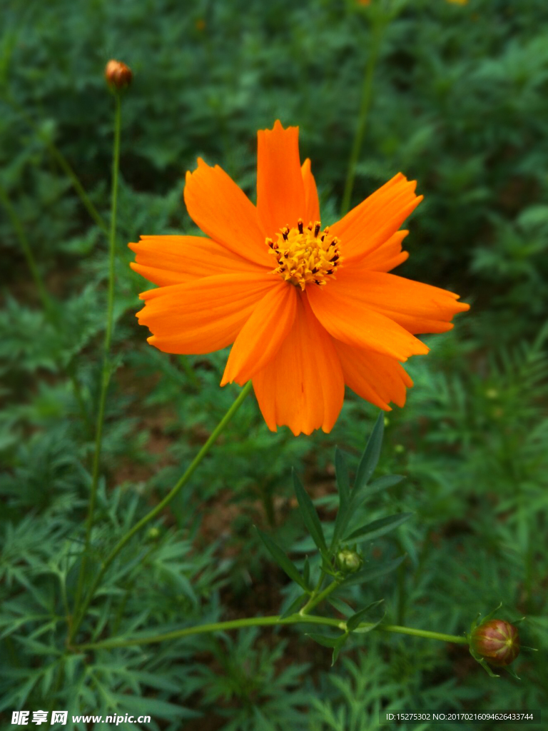 硫华菊