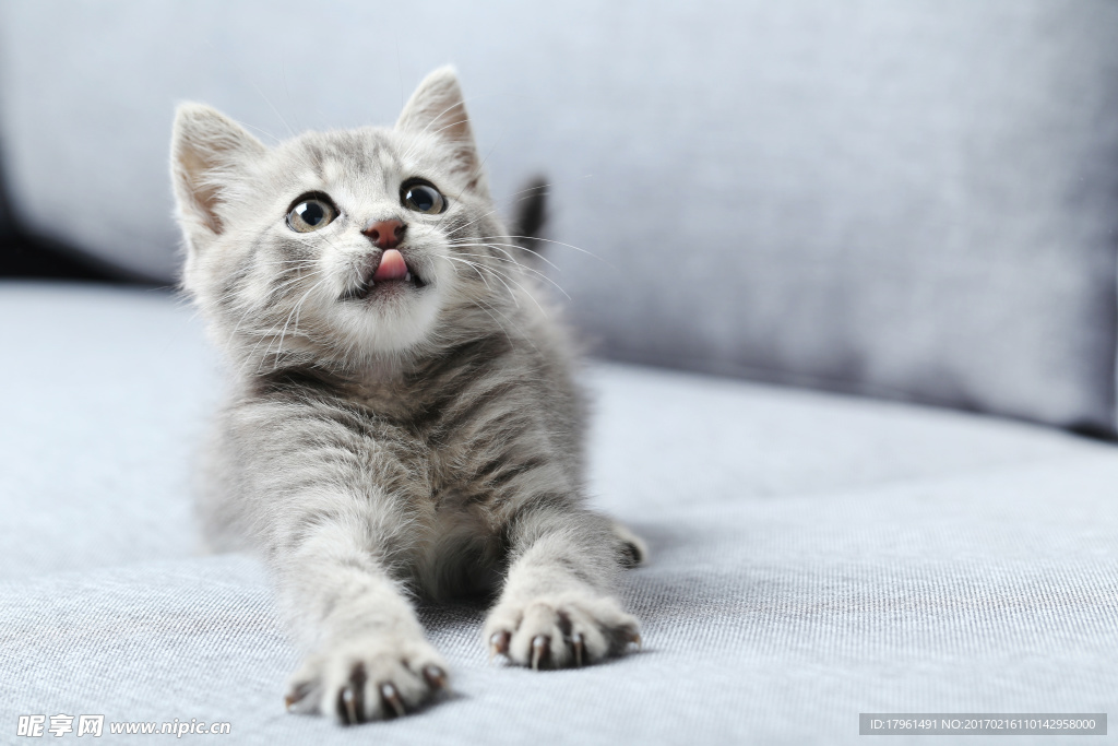 小猫