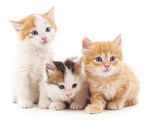 小猫