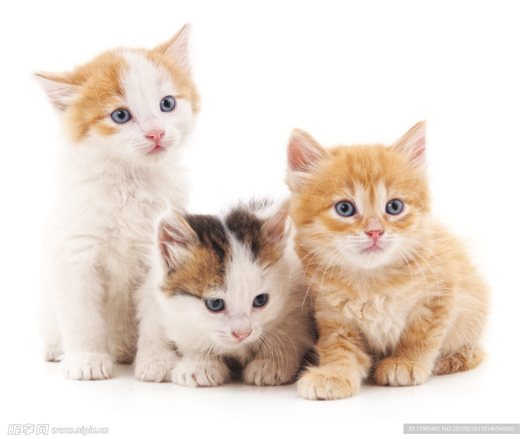 小猫