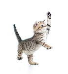 小猫