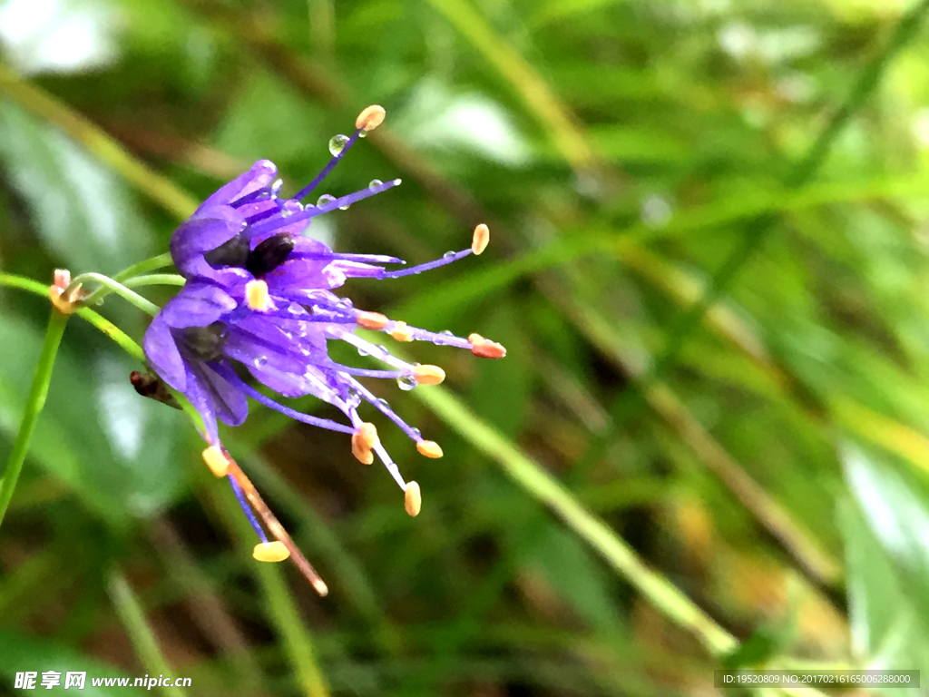 花