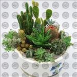 多肉植物造型盆景