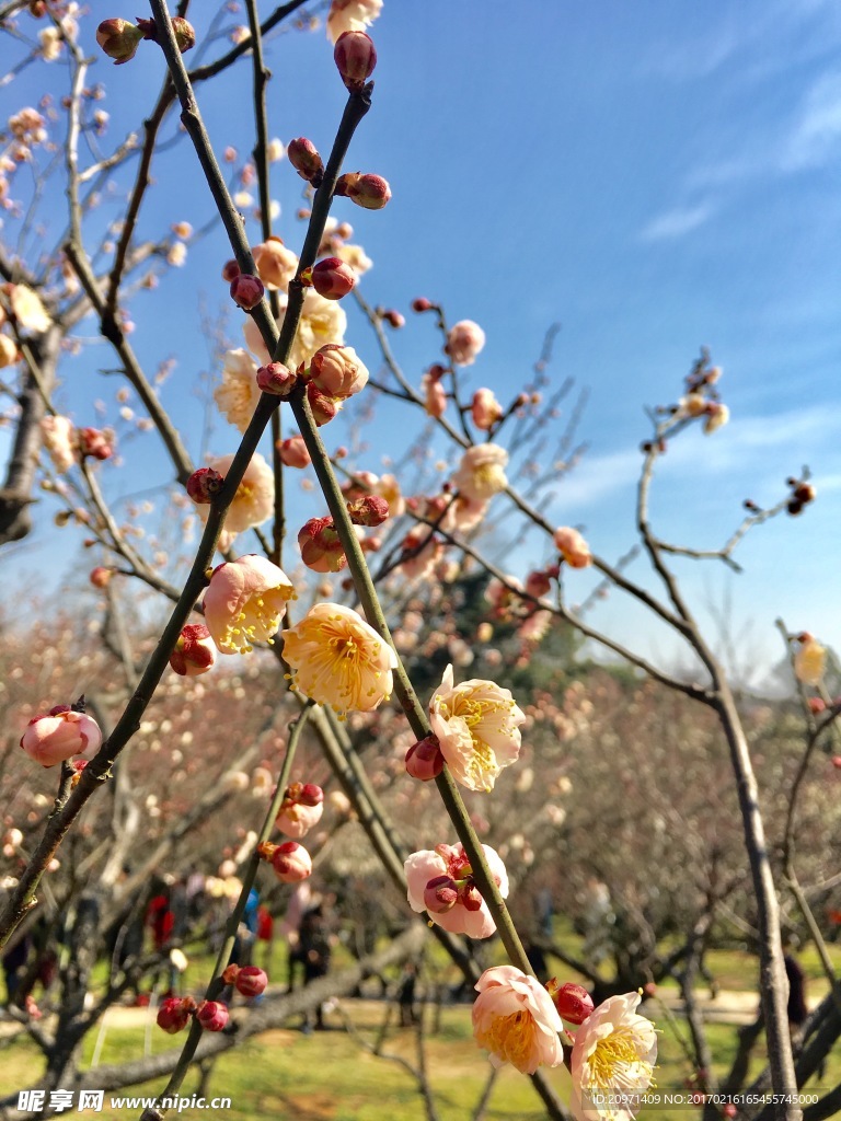 梅花的春天