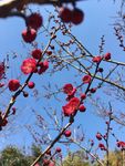 梅花枝头