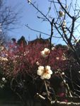 塔下梅花