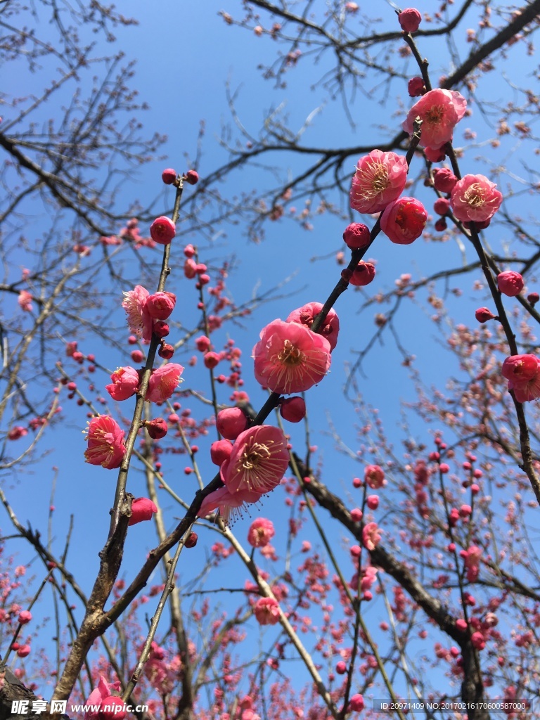 梅花的春天