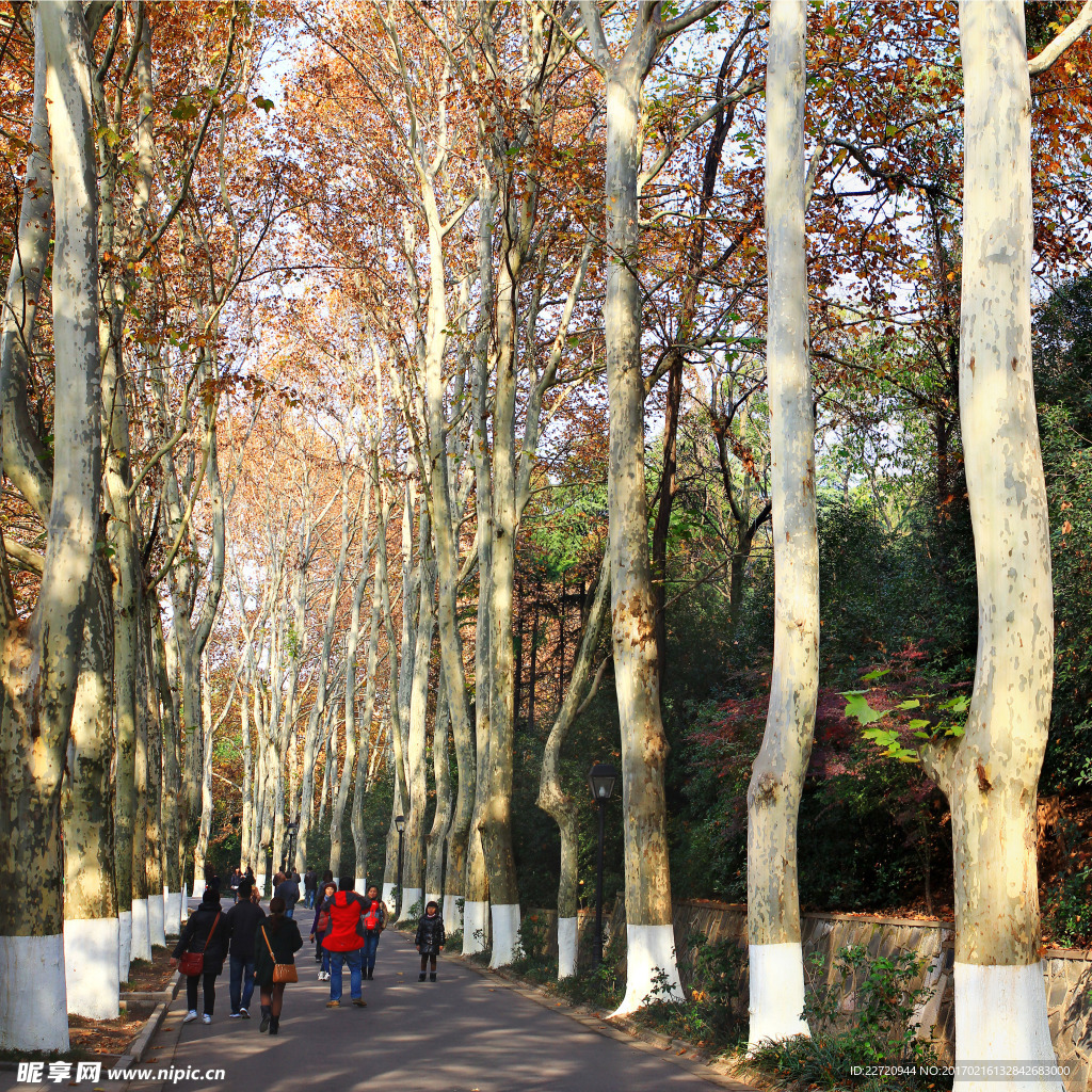 南京的梧桐树马路_3840X2160_高清视频素材下载(编号:9519927)_实拍视频_光厂(VJ师网) www.vjshi.com