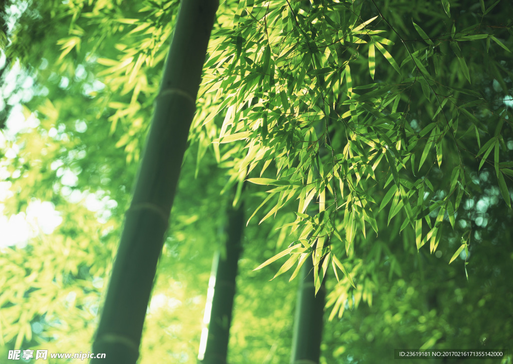 竹林