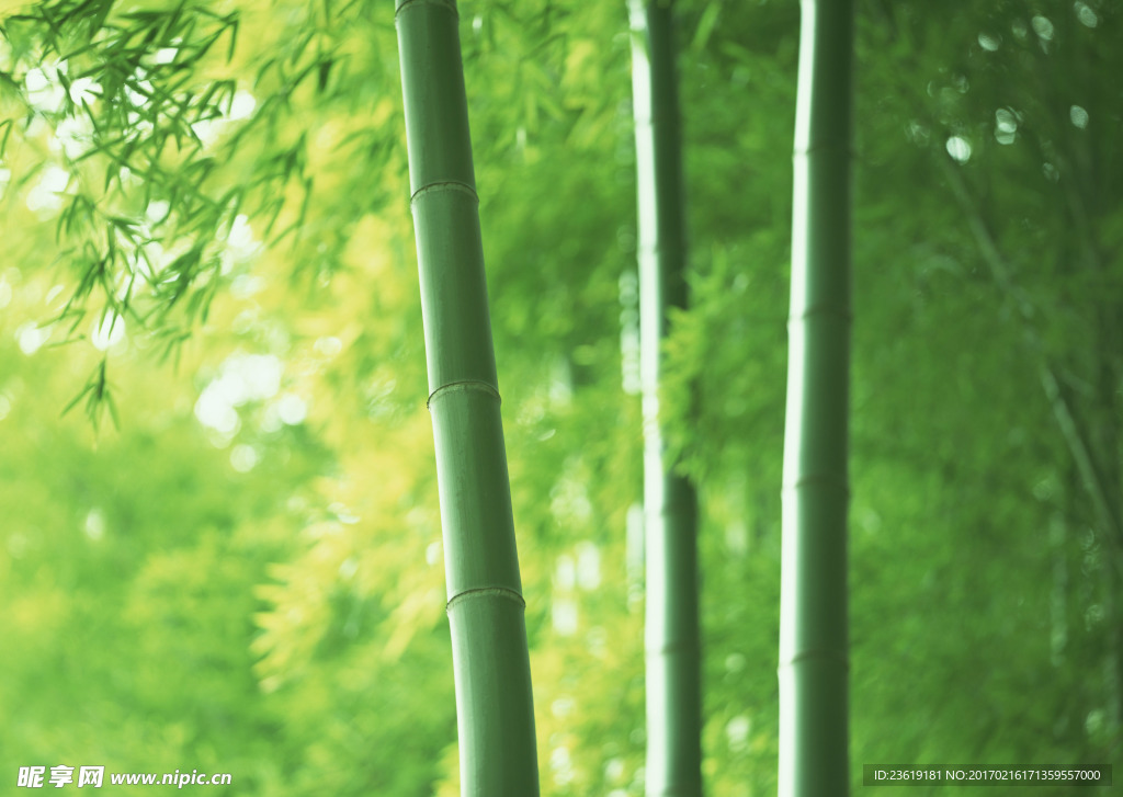 竹林