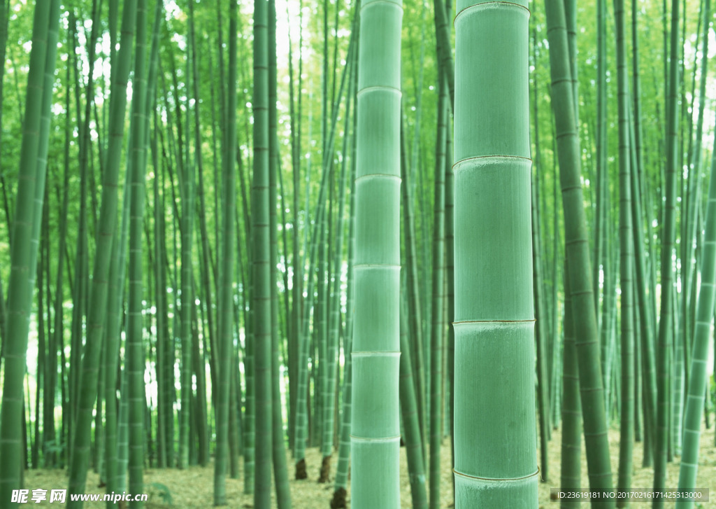 竹林